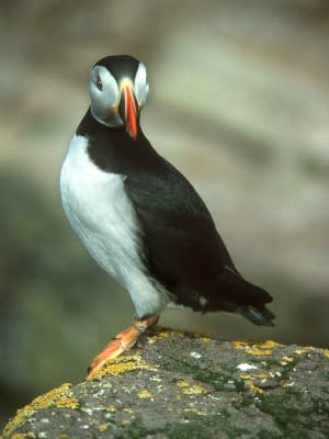 Puffins make their home in East Russia Puffins make their home in East Russia